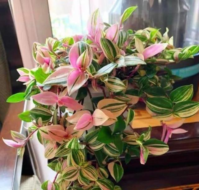 4种高颜值“网红花”，一盆好几百，株型美，开花奇特，见过吗？