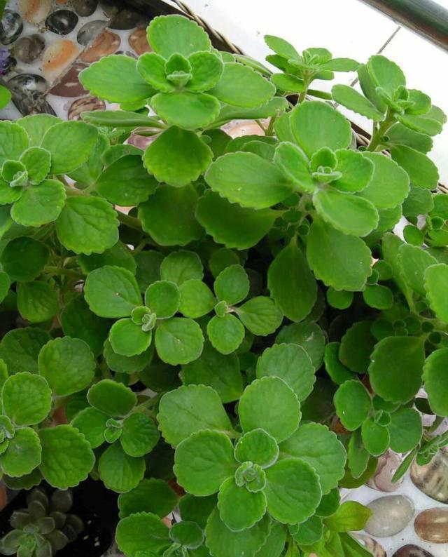 这几种花味清甜的“香水花”，居家栽一盆，提神醒脑、静心安神