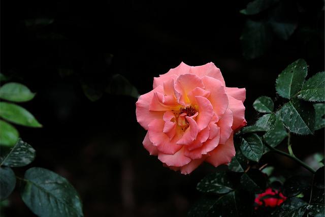 这几种花味清甜的“香水花”，居家栽一盆，提神醒脑、静心安神