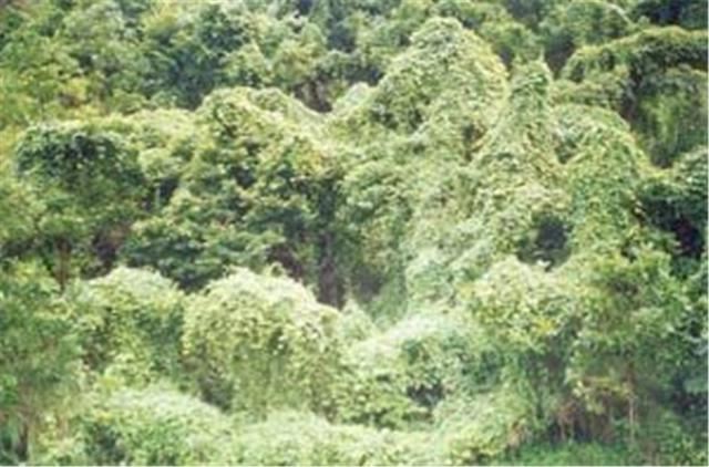 引进中国百年的物种，花了80年终于泛滥成灾，深圳成“重灾区”