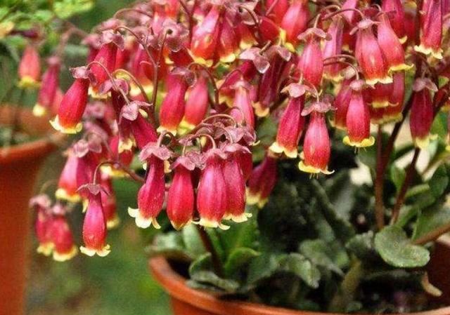 4种高颜值“网红花”，一盆好几百，株型美，开花奇特，见过吗？