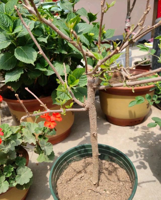 养三角梅养出了精神病，来看看三角梅长出来的是花芽还是叶芽？