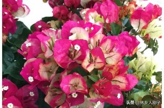 夏季高温来袭，8种花千万不能多浇水，小心浇1棵烂1棵！