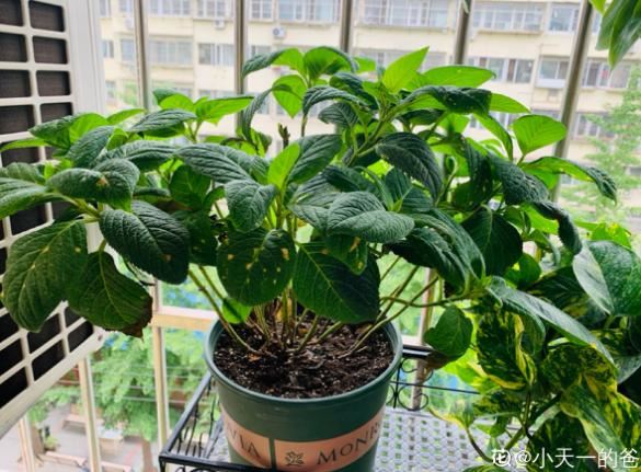 新买的花，不给它缓苗，就等着收空盆吧！