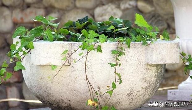 老辈人养花诀窍：牢记4句'谚语'新手盆栽植物轻松搞定难题