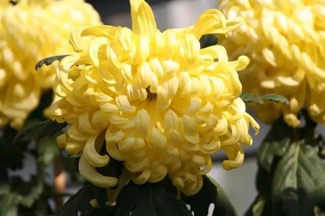 菊花开完就扔？简单处理，保证轻松爆盆，每年能开花