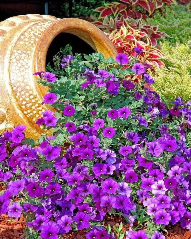 花钵——庭院花园里移动的花境！