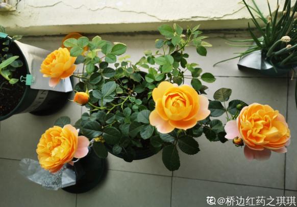 新买的花，不给它缓苗，就等着收空盆吧！