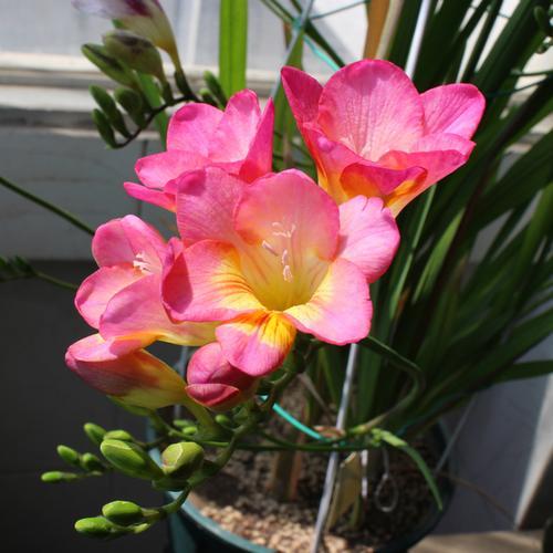 小苍兰:其实我也想开花，可是你根本不了解我，我没办法开花