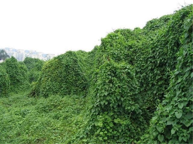 引进中国百年的物种，花了80年终于泛滥成灾，深圳成“重灾区”
