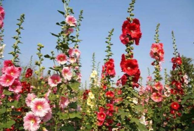 农村路边常见的1种花，能长2米高，开花美艳，花期又长