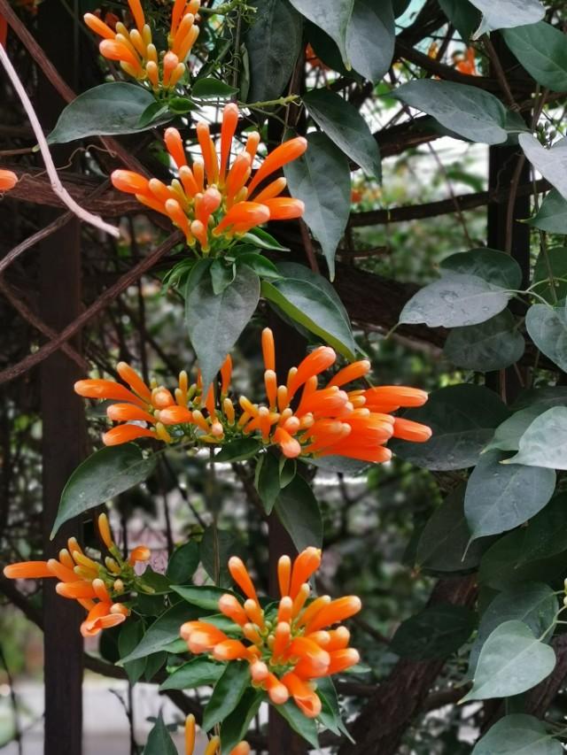 花花世界：新春时节，有一种花是必不可少的