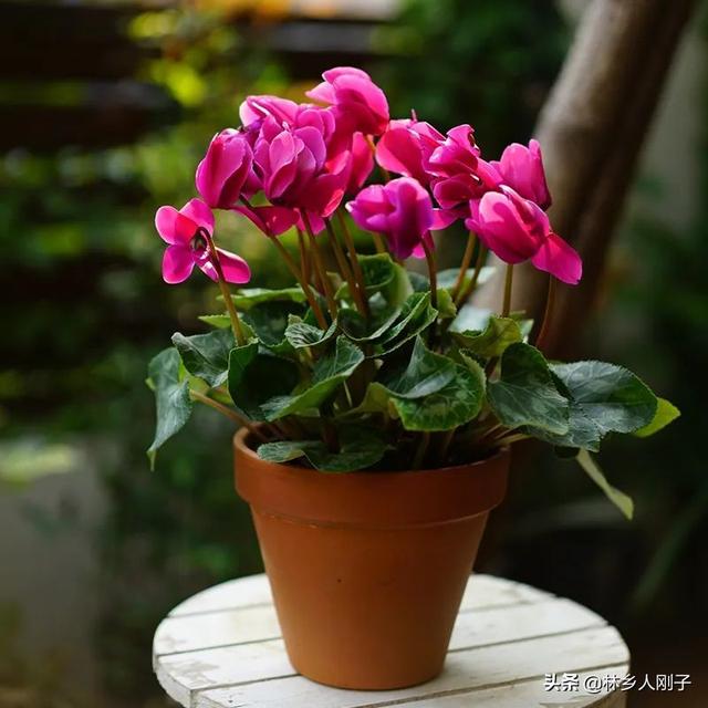 夏季高温来袭，8种花千万不能多浇水，小心浇1棵烂1棵！