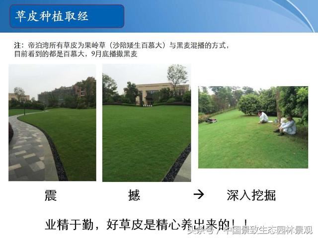 园林绿化景观草皮种植总结篇