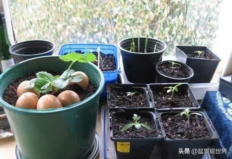老辈人养花诀窍：牢记4句'谚语'新手盆栽植物轻松搞定难题