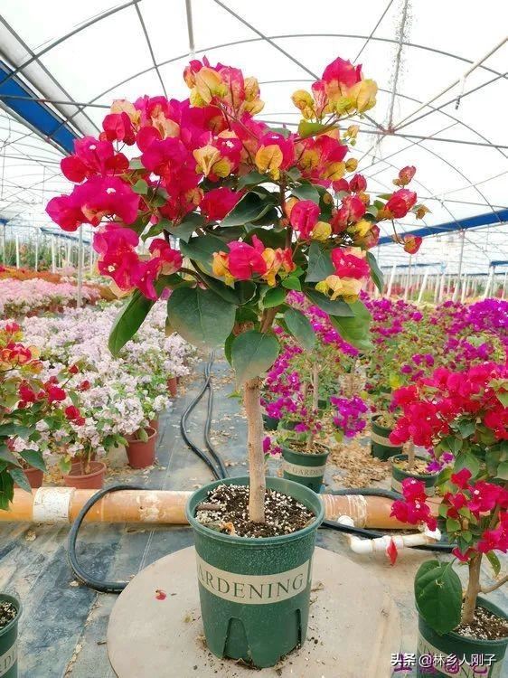 夏季高温来袭，8种花千万不能多浇水，小心浇1棵烂1棵！