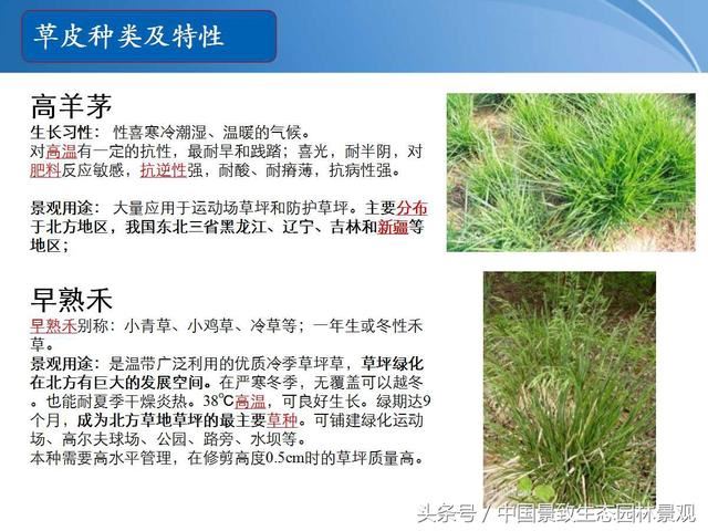 园林绿化景观草皮种植总结篇
