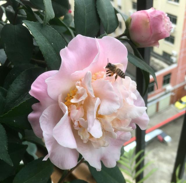 茶花盆栽的叶片干枯变卷了还有救吗？看到茶花叶片真是一言难尽