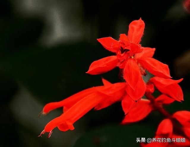 懒人植物一串红，只需一埋一剪，轻松爆盆，甜甜的花芯还能吃