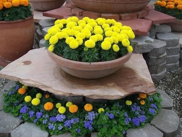 花钵——庭院花园里移动的花境！