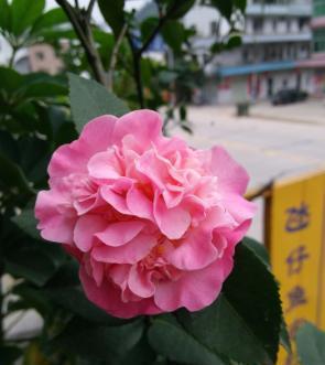 北方养茶花不好养？试试此“品种”，每到冬季必开花，四季好养