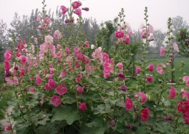 农村路边常见的1种花，能长2米高，开花美艳，花期又长
