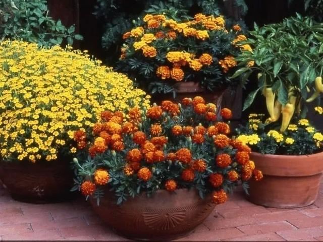 花钵——庭院花园里移动的花境！