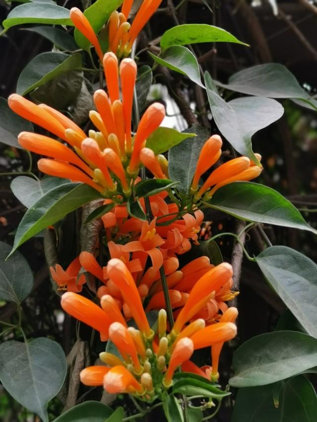 花花世界：新春时节，有一种花是必不可少的
