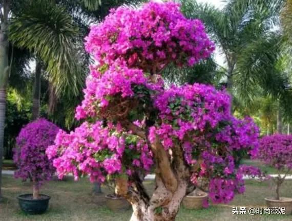 鸟语花香，吵醒了“三角梅”，来点阳光晒一下，冒新芽长新枝