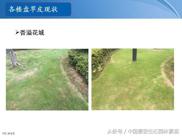 园林绿化景观草皮种植总结篇