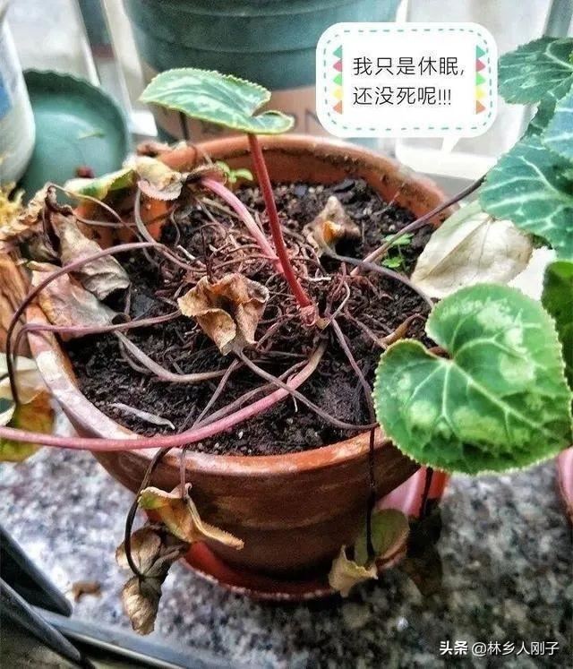 夏季高温来袭，8种花千万不能多浇水，小心浇1棵烂1棵！