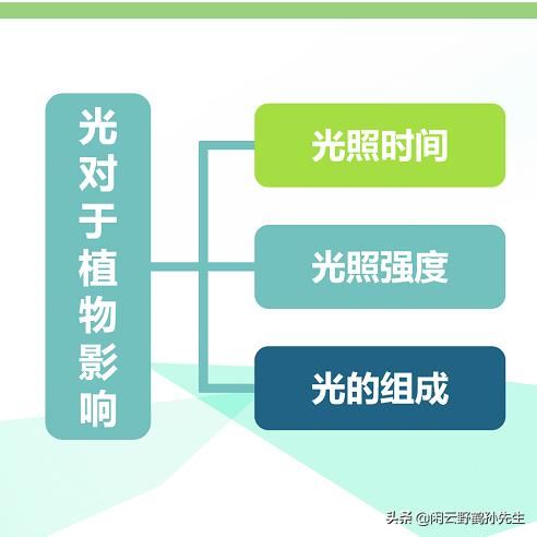 不再把花养死的3项基础知识，浇水、土壤、光照的相关经验分享