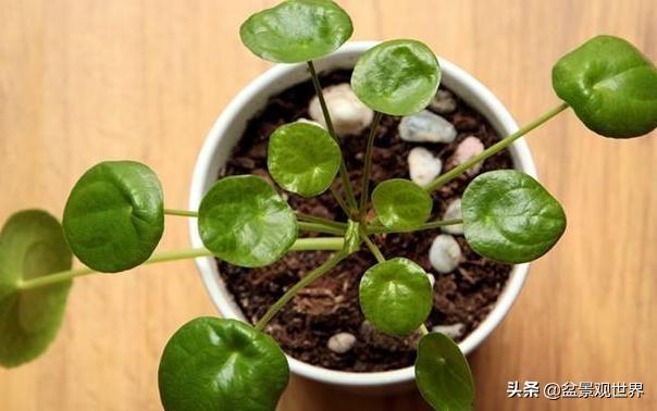 老辈人养花诀窍：牢记4句'谚语'新手盆栽植物轻松搞定难题