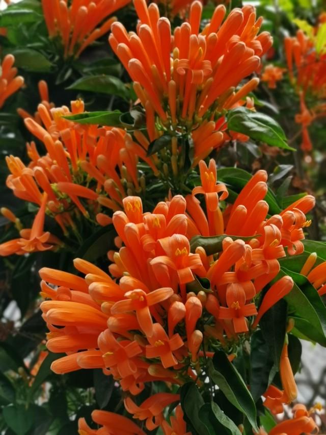 花花世界：新春时节，有一种花是必不可少的