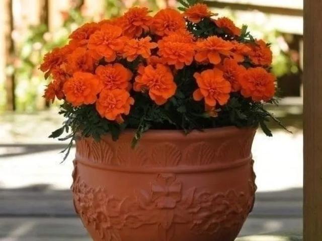 花钵——庭院花园里移动的花境！