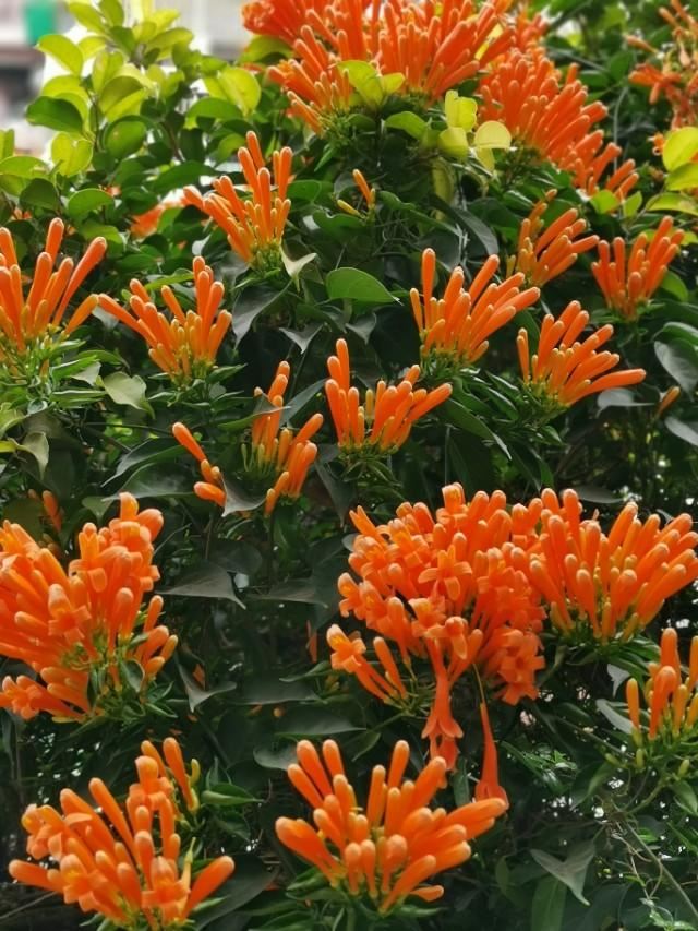 花花世界：新春时节，有一种花是必不可少的