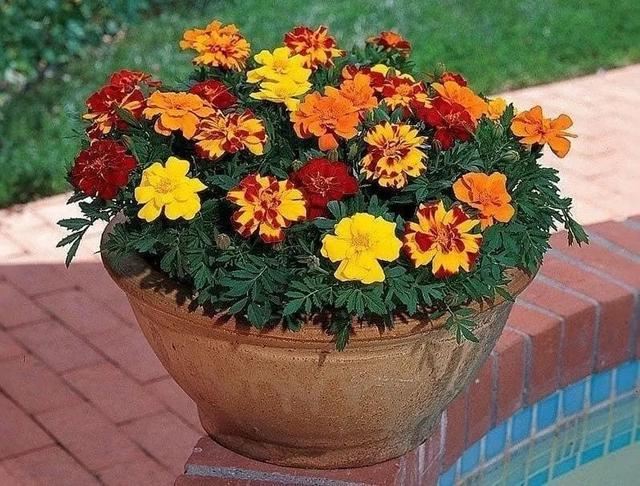 花钵——庭院花园里移动的花境！