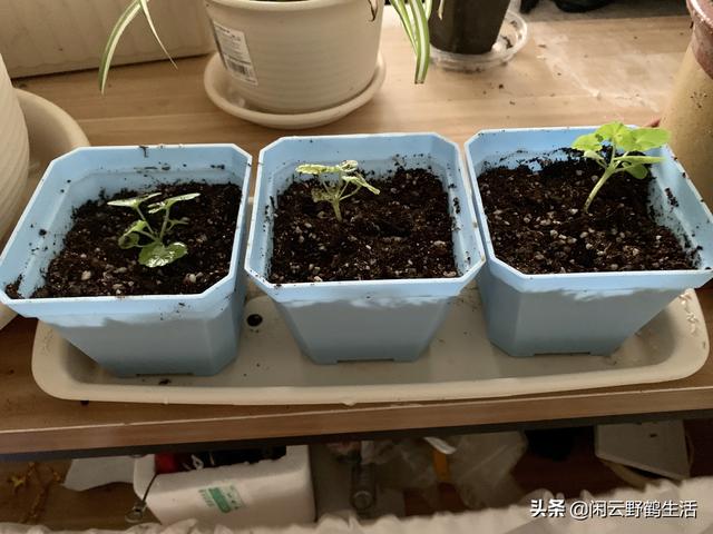 缓苗：新购花草和移栽上盆的必须步骤。——关于缓苗的6点说明