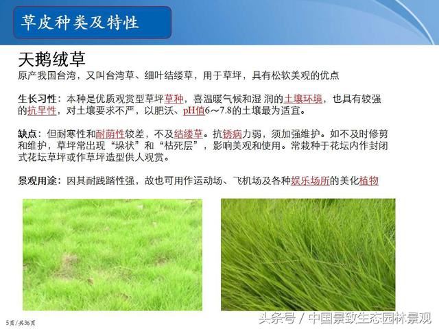 园林绿化景观草皮种植总结篇