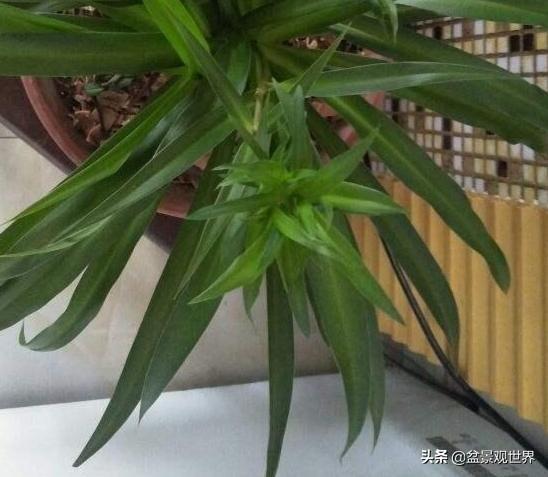 老辈人养花诀窍：牢记4句'谚语'新手盆栽植物轻松搞定难题