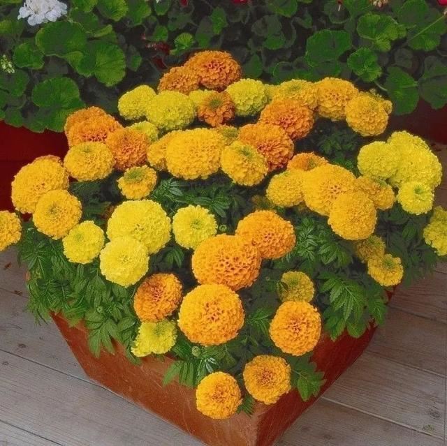 花钵——庭院花园里移动的花境！