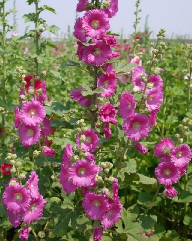 农村路边常见的1种花，能长2米高，开花美艳，花期又长