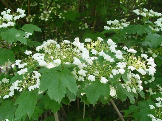 天目琼花全身是宝优苗易购为您详解其主要价值和中药奇效