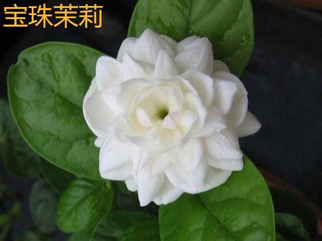 香水花和臭味花，一个香一个臭，千万别养错了