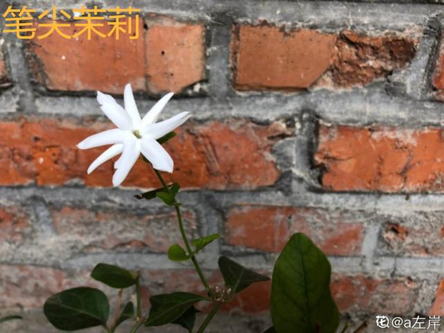 香水花和臭味花，一个香一个臭，千万别养错了