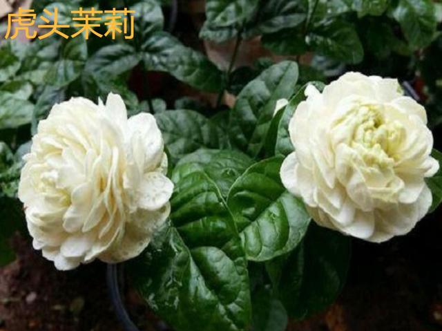 香水花和臭味花，一个香一个臭，千万别养错了