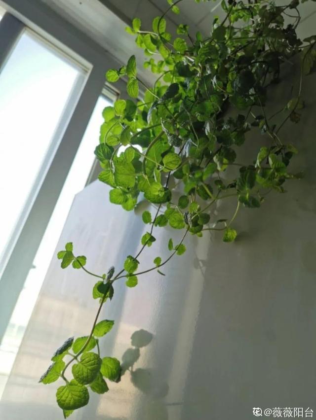 香水花和臭味花，一个香一个臭，千万别养错了