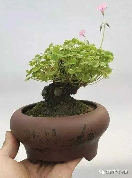 马路边常见“3种草”，养花盆里变“盆景”，好看又值钱