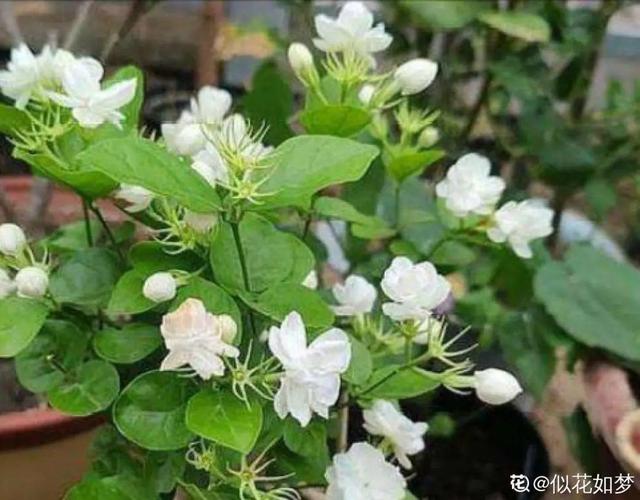 香水花和臭味花，一个香一个臭，千万别养错了