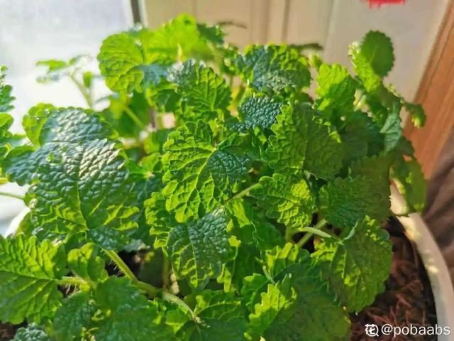 香水花和臭味花，一个香一个臭，千万别养错了